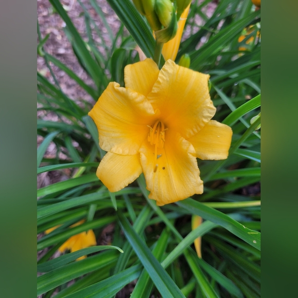 Meet your Poshers, Carolyn & Patricia - Picture 5 of 16